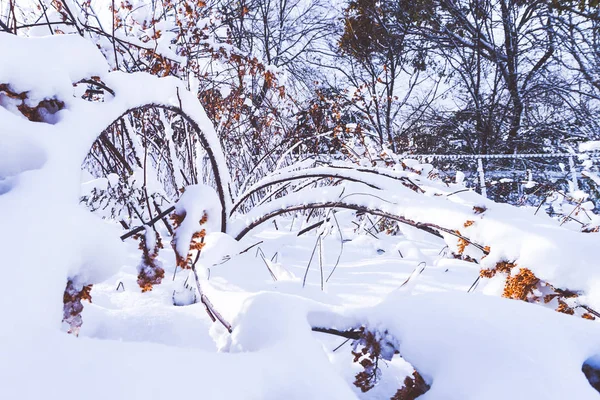 Oddziałów Jest Pełny Śniega Wczesną Zimą Japonii Hokkaido Sapporo — Zdjęcie stockowe