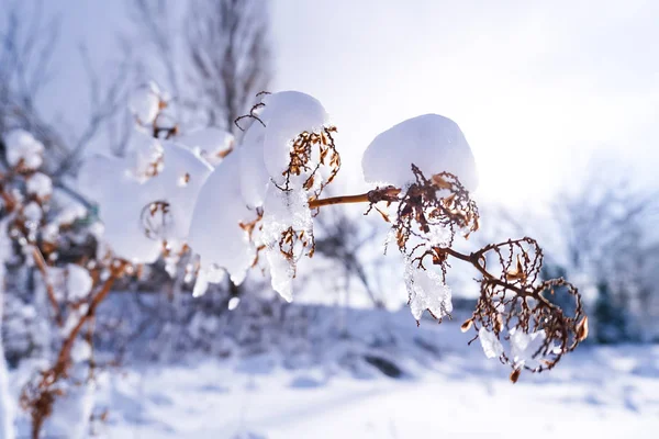 Oddziałów Jest Pełny Śniega Wczesną Zimą Japonii Hokkaido Sapporo — Zdjęcie stockowe