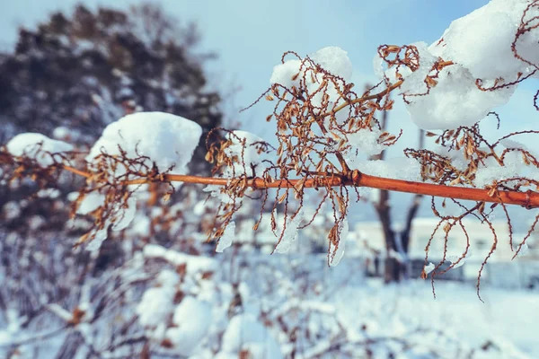 Las Ramas Están Llenas Nieve Principios Invierno Sapporo Hokkaido Japón — Foto de Stock