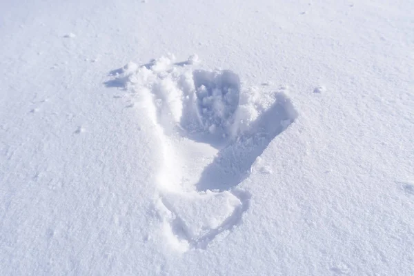 Voetafdruk Handen Sneeuw Voor Textuur Achtergrond — Stockfoto