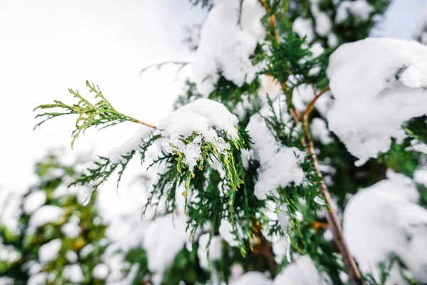 Oddziałów Jest Pełny Śniega Wczesną Zimą Japonii Hokkaido Sapporo — Zdjęcie stockowe