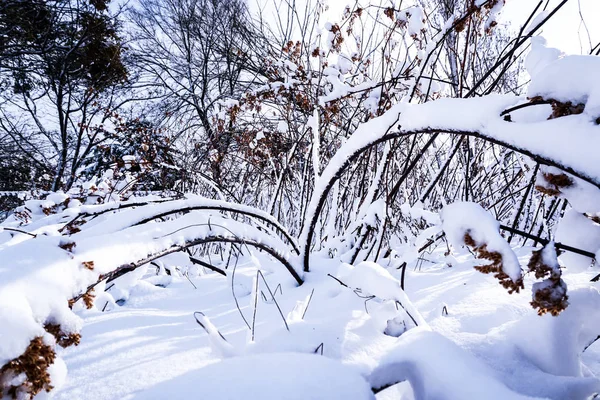 Oddziałów Jest Pełny Śniega Wczesną Zimą Japonii Hokkaido Sapporo — Zdjęcie stockowe