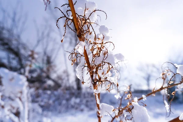 Grenar Full Snö Början Vintern Sapporo Hokkaido Japan — Stockfoto