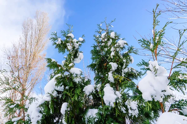 Oddziałów Jest Pełny Śniega Wczesną Zimą Japonii Hokkaido Sapporo — Zdjęcie stockowe