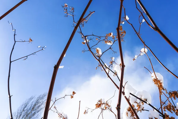 Äste Frühen Winter Sapporo Hokkaido Japan Voller Schnee — Stockfoto