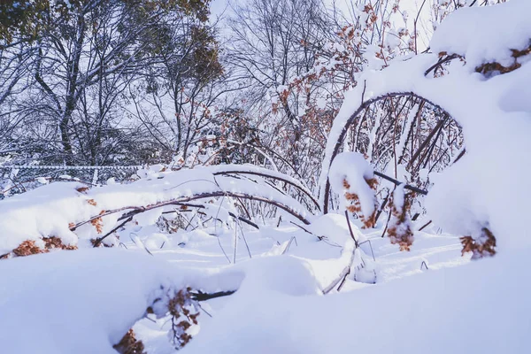 Oddziałów Jest Pełny Śniega Wczesną Zimą Japonii Hokkaido Sapporo — Zdjęcie stockowe