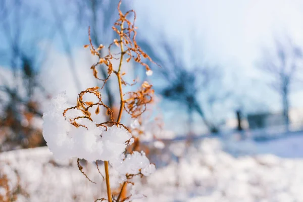 Oddziałów Jest Pełny Śniega Wczesną Zimą Japonii Hokkaido Sapporo — Zdjęcie stockowe