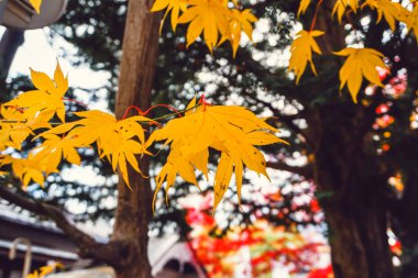 Ağaç ve yaprak sonbahar sezon