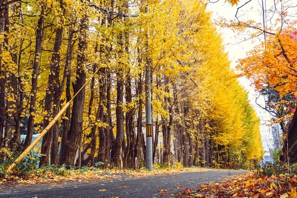 Saison d'automne des arbres et des feuilles — Photo