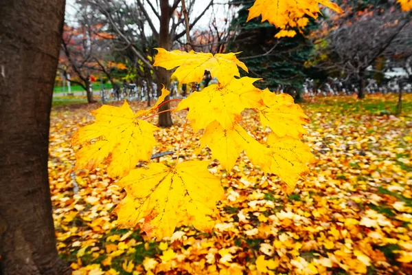 Herbstzeit der Bäume und Blätter — Stockfoto