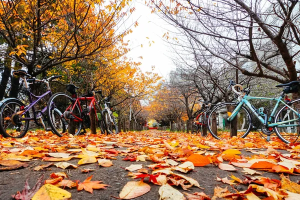 Bicicleta na temporada de outono no Parque — Fotografia de Stock
