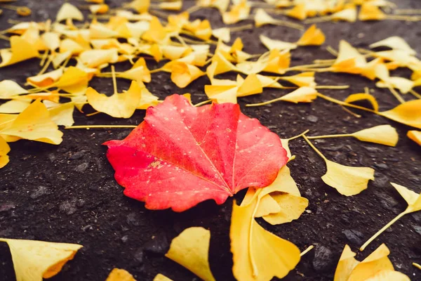 Autumn season of tree and leaves — Stock Photo, Image