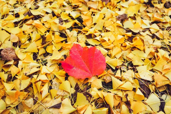 Saison d'automne des arbres et des feuilles — Photo