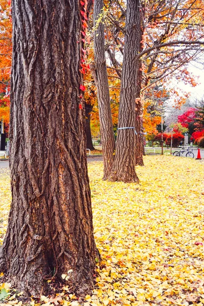 Temporada de outono de árvore e folhas — Fotografia de Stock