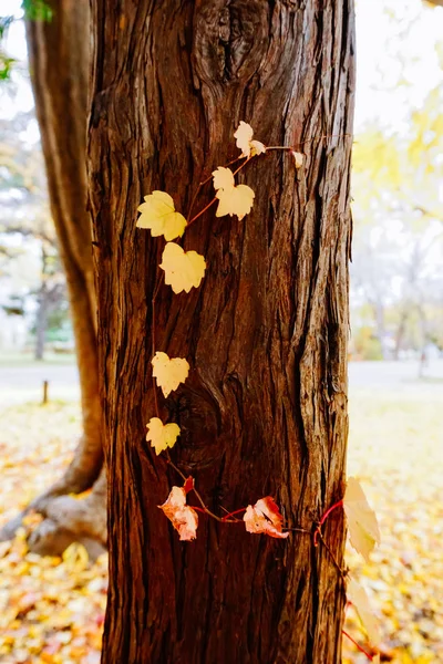 Temporada de outono de árvore e folhas — Fotografia de Stock