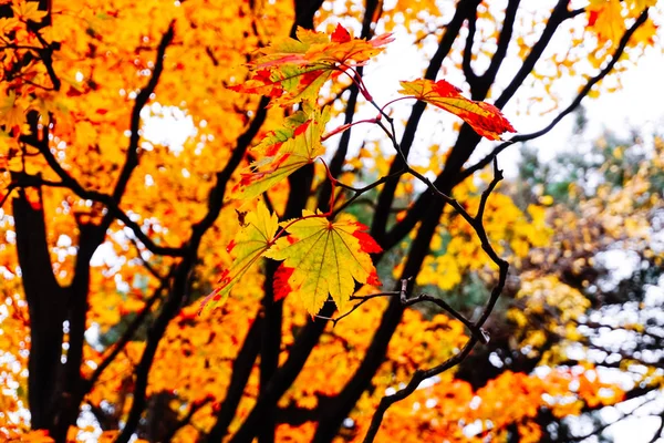 Otoño temporada de árboles y hojas —  Fotos de Stock