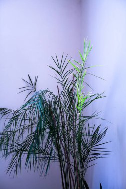Parlak bir odanın köşesinde ince uzun yaprakları ile Uzun bitki.