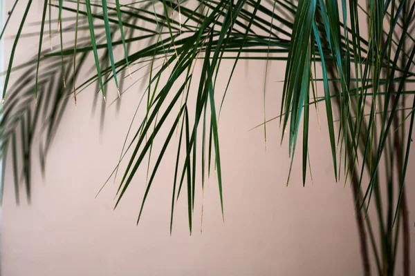 Tall plant with thin long leaves in the corner of a bright room.