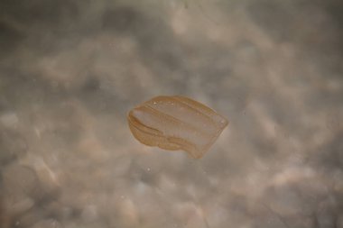 Küçük bir denizanası kumlu sahile doğru dolaştı..