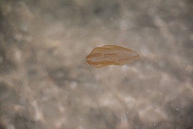 Küçük bir denizanası kumlu sahile doğru dolaştı..