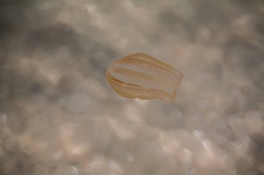 Küçük bir denizanası kumlu sahile doğru dolaştı..