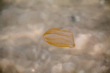 Küçük bir denizanası kumlu sahile doğru dolaştı..