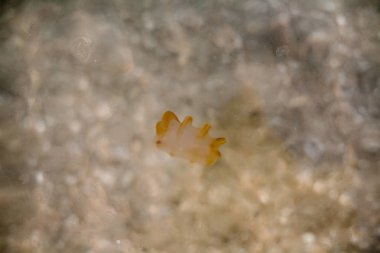 Küçük bir denizanası kumlu sahile doğru dolaştı..