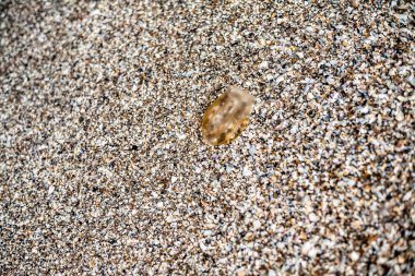 Küçük bir denizanası kumlu sahile doğru dolaştı..