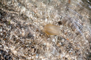 Küçük bir denizanası kumlu sahile doğru dolaştı..