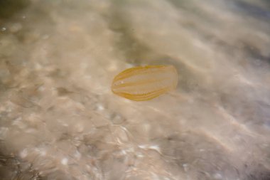 Küçük bir denizanası kumlu sahile doğru dolaştı..