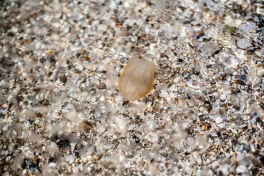 Küçük bir denizanası kumlu sahile doğru dolaştı..