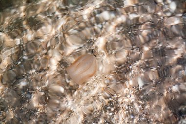 Küçük bir denizanası kumlu sahile doğru dolaştı..