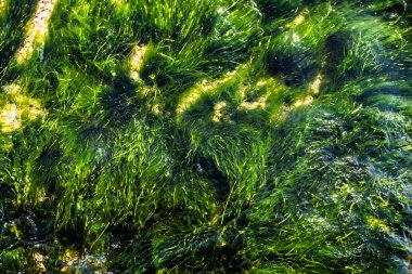 Su altında yeşil yosun. Yosun sualtı arka plan.