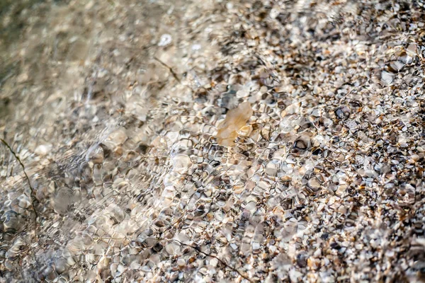 Een Kleine Kwallen Wandelden Naar Zanderige Kust — Stockfoto