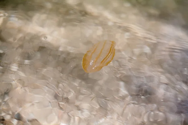 Unas Medusas Vagaban Por Orilla Del Mar — Foto de Stock