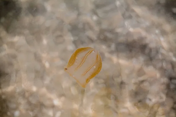 Unas Medusas Vagaban Por Orilla Del Mar — Foto de Stock