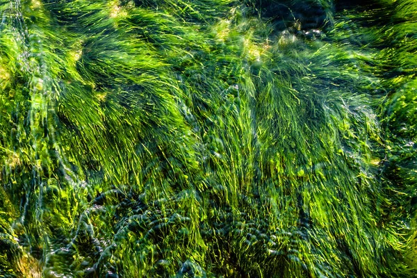 Groene Mos Onderwater Zeewier Onderwater Achtergrond — Stockfoto