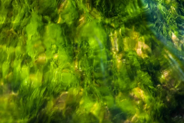 Groene Mos Onderwater Zeewier Onderwater Achtergrond — Stockfoto