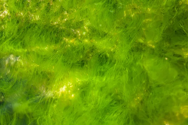 Musgo Verde Bajo Agua Algas Marinas Fondo Submarino — Foto de Stock