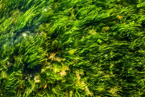 Зелений Мох Під Водою Морські Водорості Підводний Фон — стокове фото