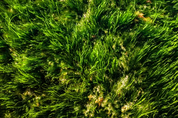 Musgo Verde Bajo Agua Algas Marinas Fondo Submarino — Foto de Stock