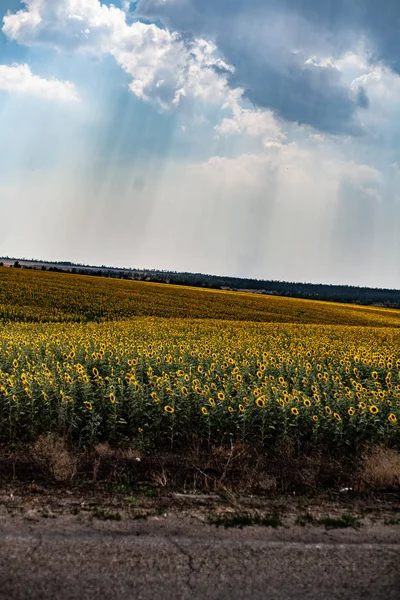 Тло Ландшафтних Полів Блакитне Небо Сонячне — стокове фото