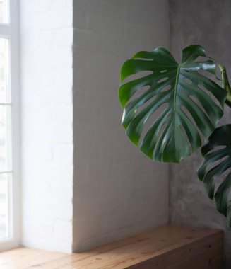 Monstera pencerenin yanında bir odada duruyor.