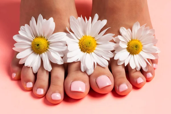 Nohy Dívky Květinových Pupenech Sedmikrásek Růžová Pedikúra Růžovém Pozadí Pohled — Stock fotografie