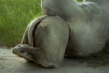 Güçlü deve bacakları kendi kendilerine katlanır. İki hörgüçlü devenin derisinde lekeler var..