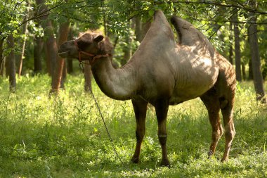 Bactrian devesi yeşil çimlerde otluyor. Gün boyunca Steppe Bölgesi.