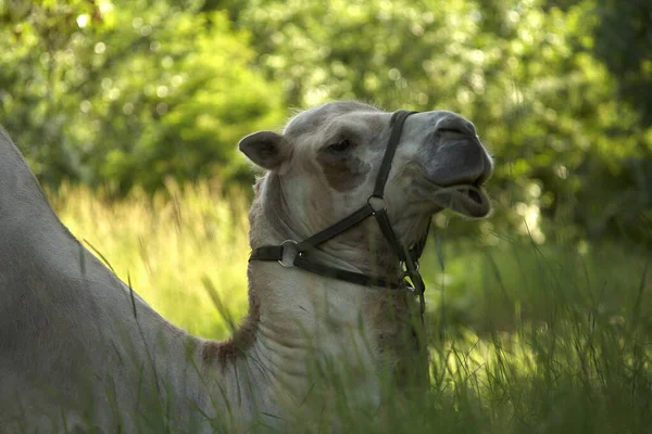 Bactrian Camel Lies Green Grass Steppe Zone Day — Stock Photo, Image