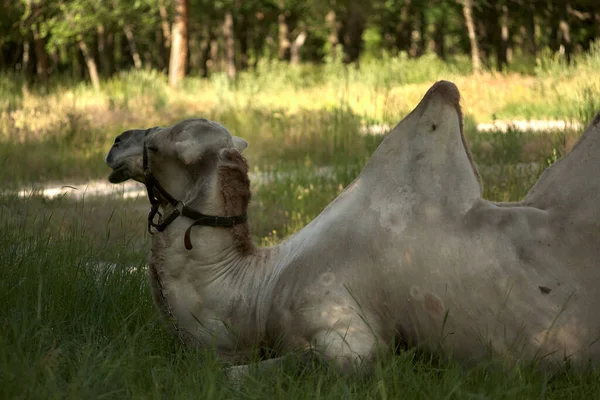 Baktrisches Kamel Liegt Auf Dem Grünen Gras Steppengebiet Tagsüber — Stockfoto