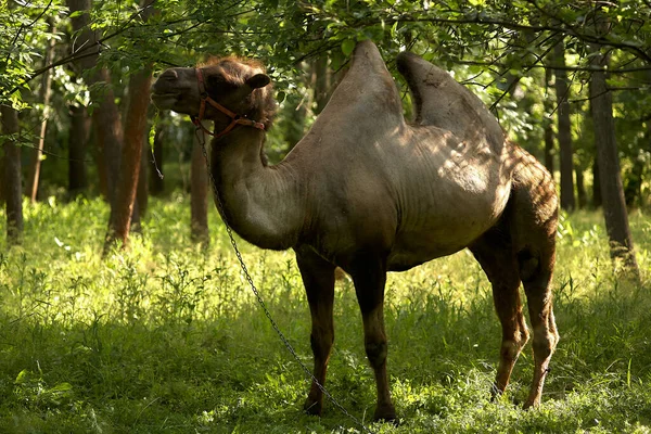 Chameau Bactérien Broutant Sur Herbe Verte Zone Steppe Pendant Journée — Photo