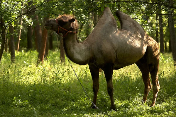 Baktrisches Kamel Weidet Auf Dem Grünen Gras Steppengebiet Tagsüber — Stockfoto